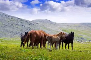 trip Inner Mongolia - Inner Mongolia travel