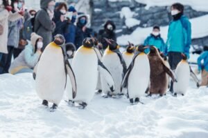 Travel to Hokkaido and Sapporo trip & tour - Bercuti di Sapporo musim sejuk