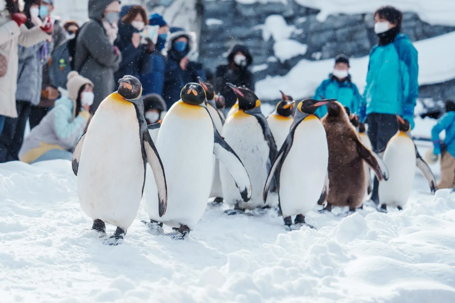 Travel to Hokkaido and Sapporo trip & tour - Bercuti di Sapporo musim sejuk