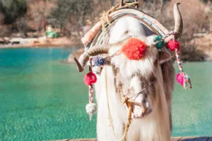 yunnan (5) tour to Yunnan travel and trip - pakej trip ke Yunnan