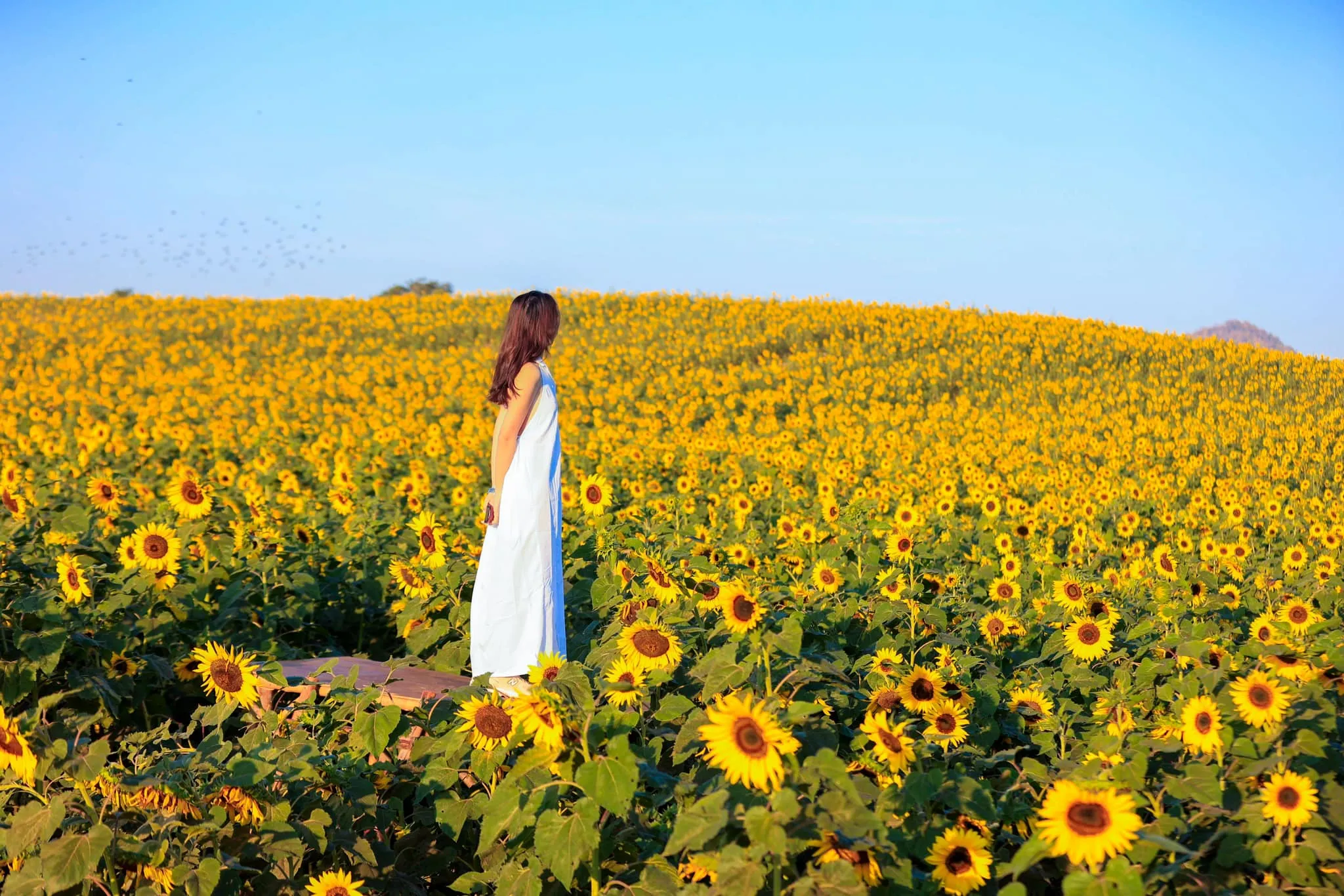 Khao Yai Bangkok tour - Khao Yai trip package